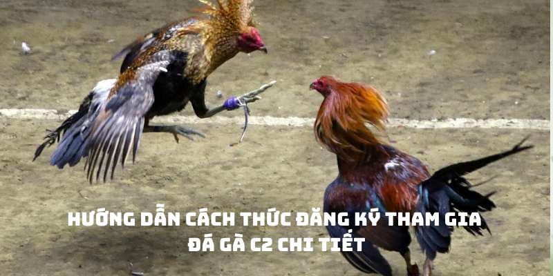 Hướng dẫn cách thức đăng ký tham gia đá gà C2 chi tiết